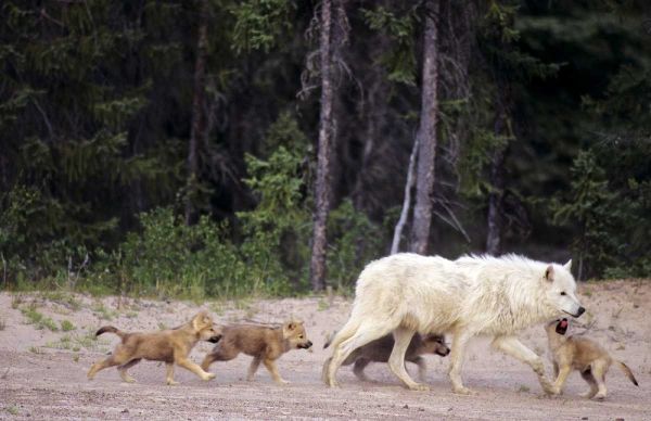Canada, Great Slave Lake Wild gray wolf and pups